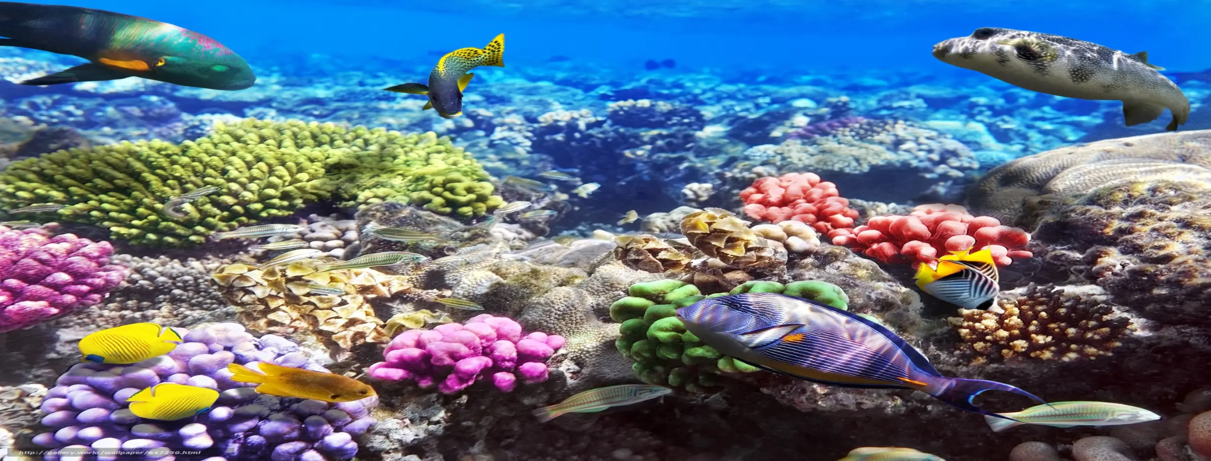 Image for Red Sea Elegance